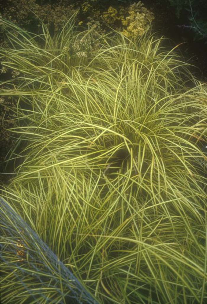 Carex elata 'Aurea'