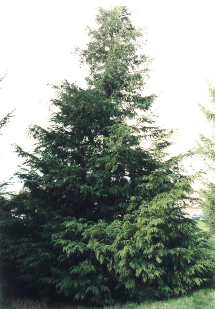 Chamaecyparis lawsoniana