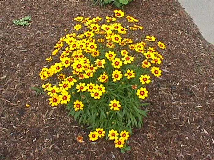 Coreopsis grandiflora 'Sunray'