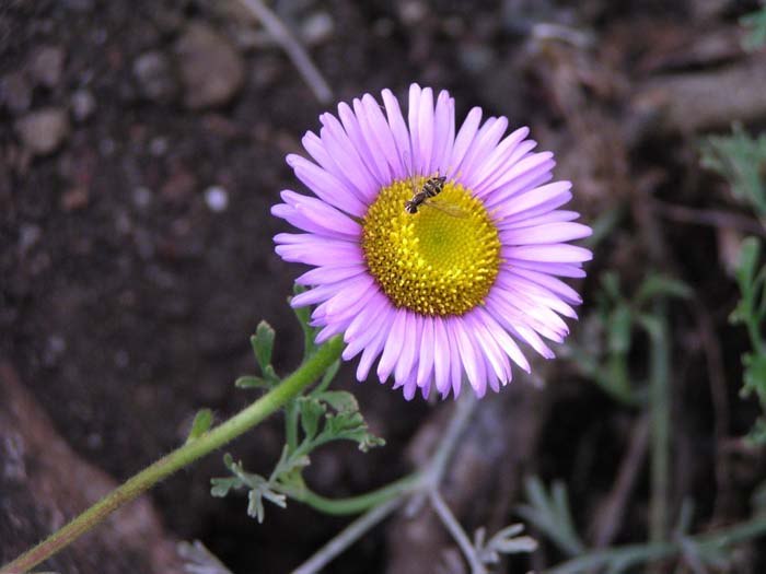 Plant photo of: Erigeron glaucus