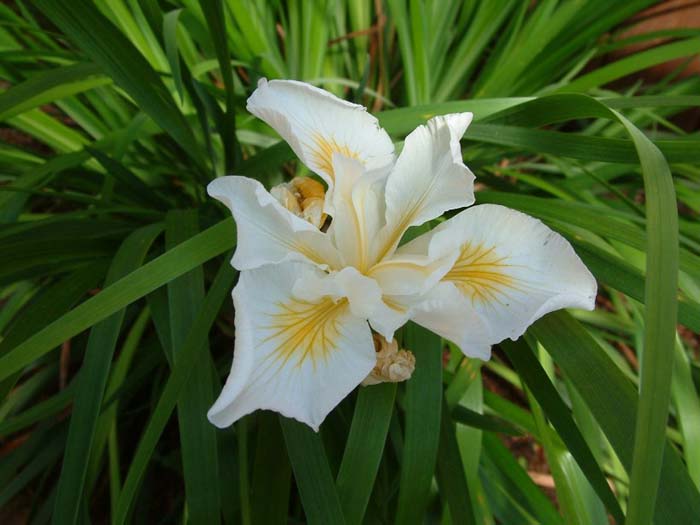 Iris Pacific Coast Hybrid 'Canyon Snow'