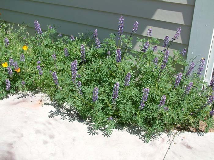 Lupinus succulentus