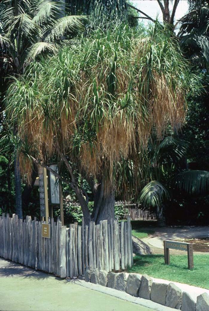 Plant photo of: Nolina recurvata