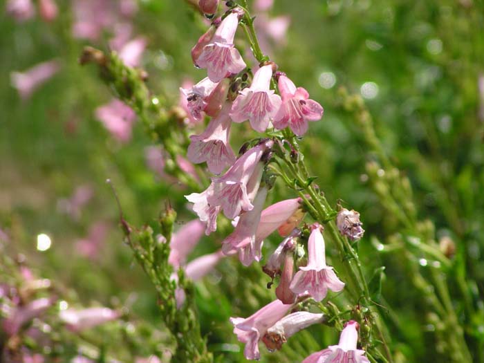 Plant photo of: Penstemon hybrids 'Apple Blossom'