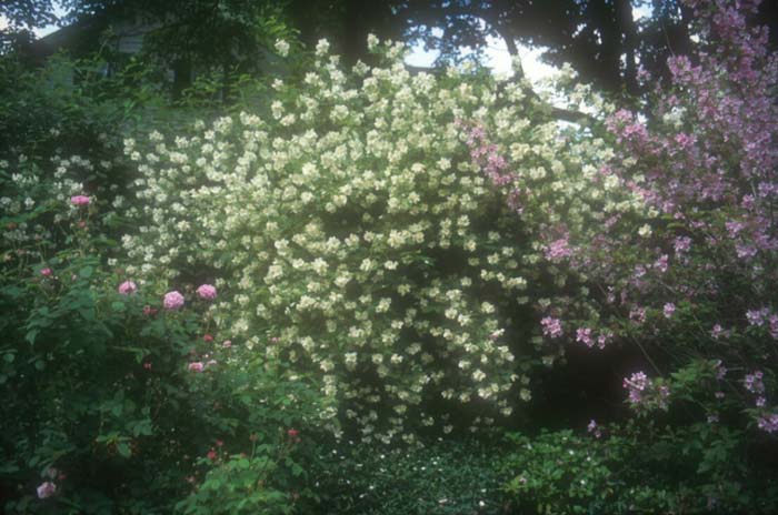 Plant photo of: Philadelphus 'Virginal'