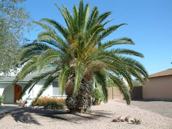 Phoenix canariensis