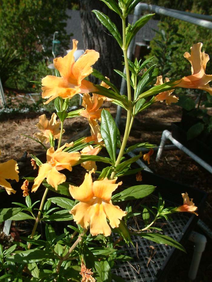 Mimulus aurantiacus