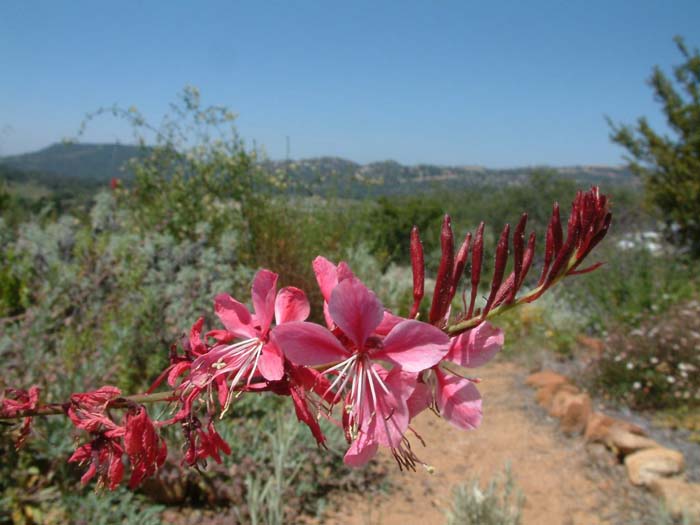 Gaura lindheimeri 'Siskiyou Pink'