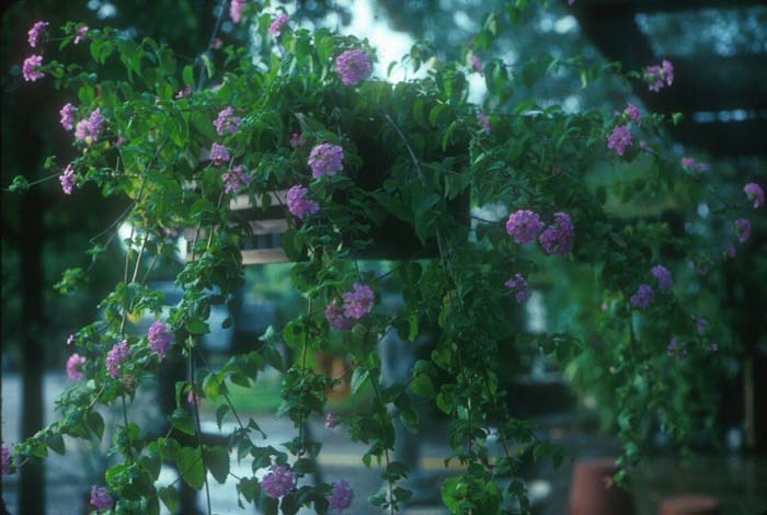 Plant photo of: Lantana montevidensis 'Lavender Swirl' T