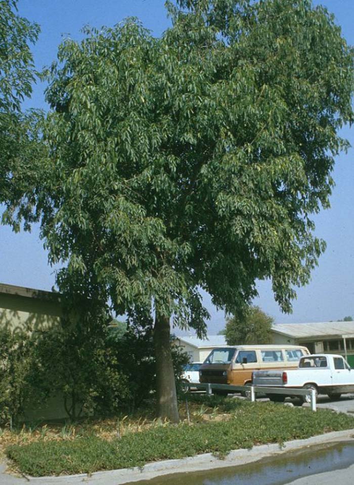 Fraxinus uhdei