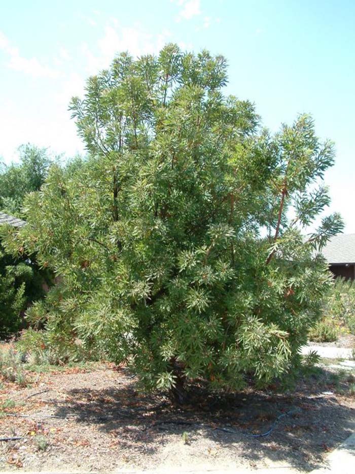 Lyonothamnus floribundus asplenifolius