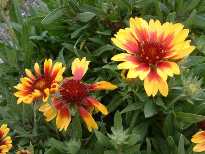 Plant photo of: Gaillardia X grandiflora 'Goblin'