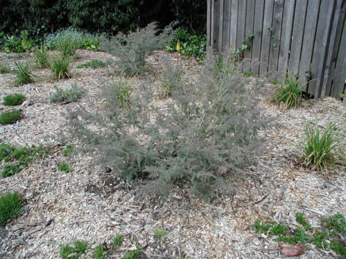 Plant photo of: Melaleuca incana