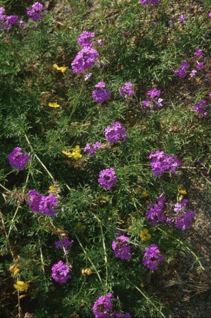 Plant photo of: Verbena tenuisecta