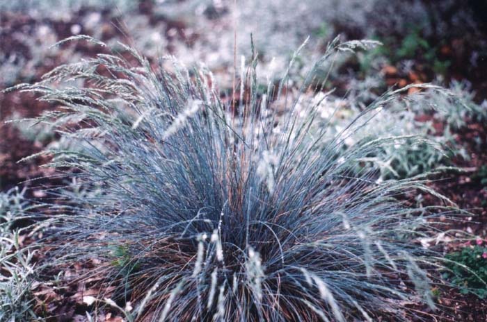 Plant photo of: Festuca amethystina 'Superba'