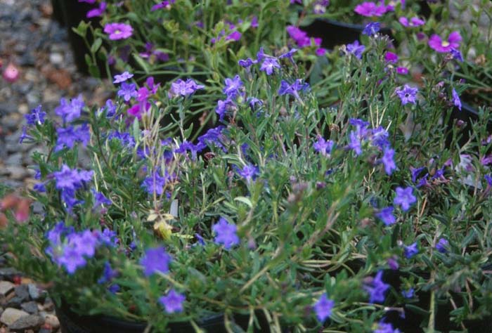 Plant photo of: Lithodora diffusa 'Grace Ward'