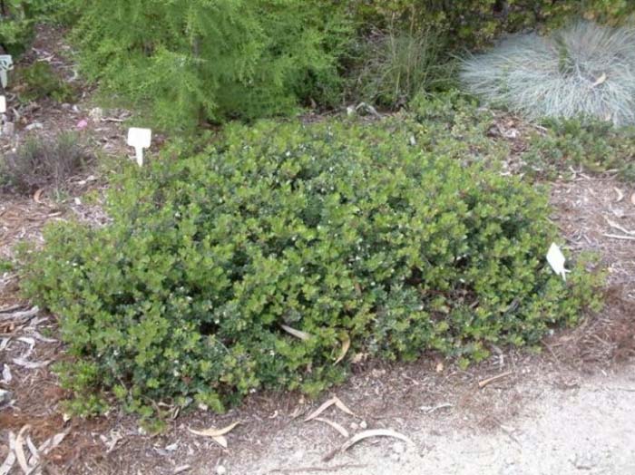 Arctostaphylos uva-ursi 'Radiant'