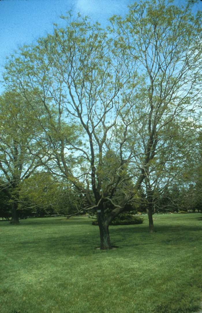 Plant photo of: Koelreuteria paniculata