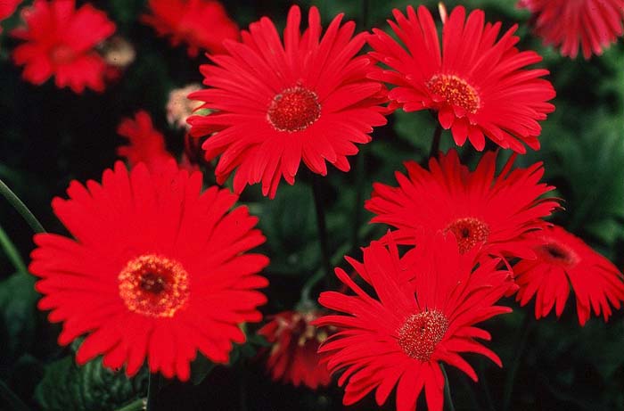 Plant photo of: Gerbera jamesonii