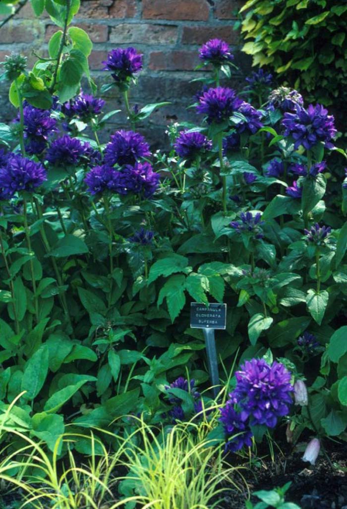 Campanula glomerata