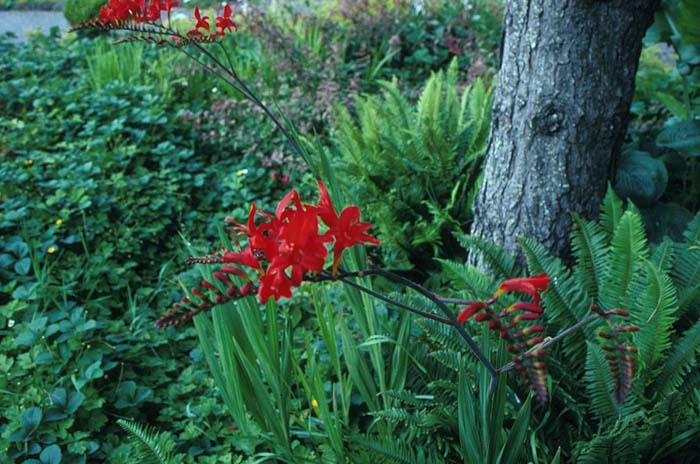 Crocosmia 'Lucifer'