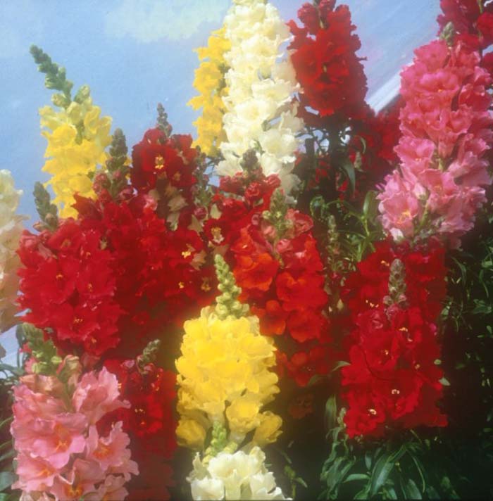 Antirrhinum majus