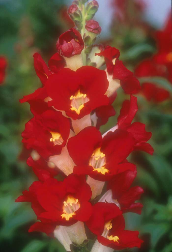 Plant photo of: Antirrhinum majus