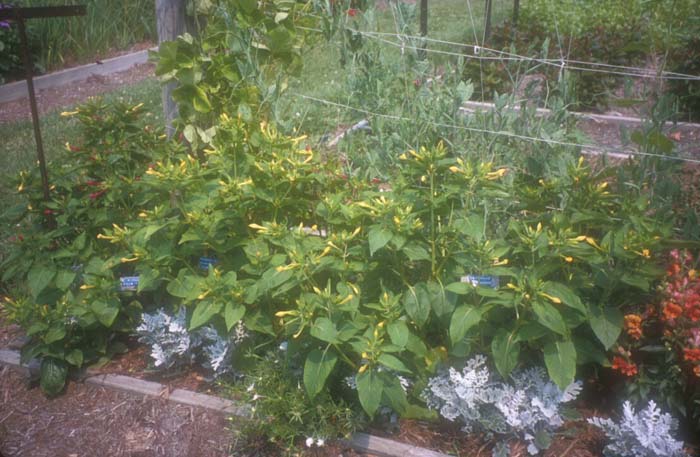 Mirabilis jalapa