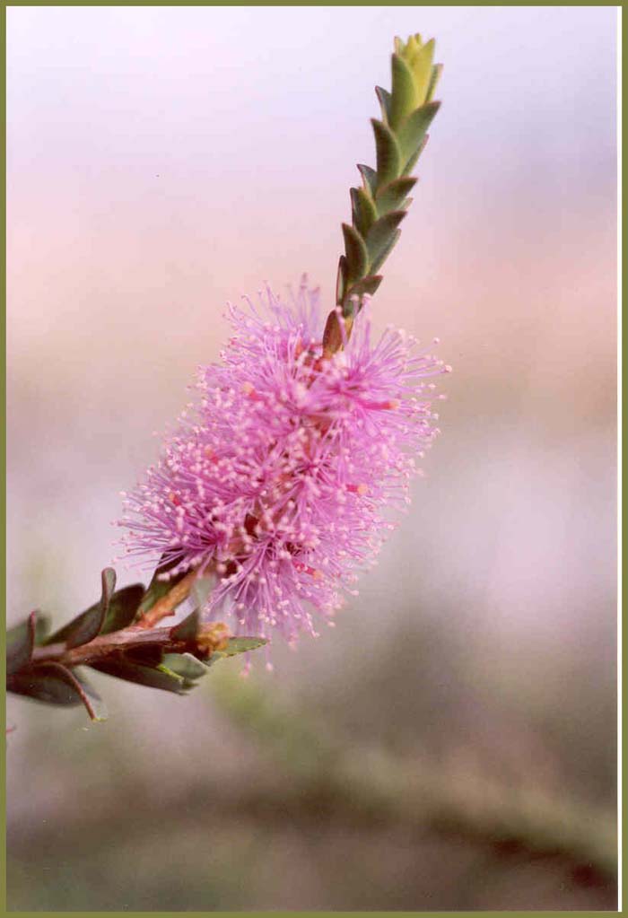 Melaleuca decussata