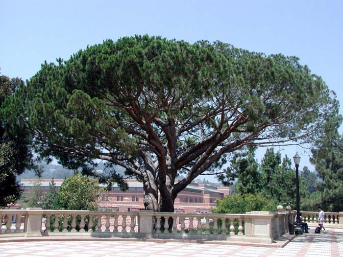 Pinus pinea