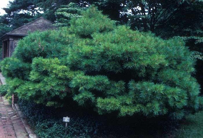 Pinus strobus 'Nana'