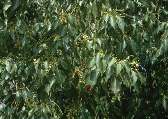 Plant photo of: Brachychiton populneus