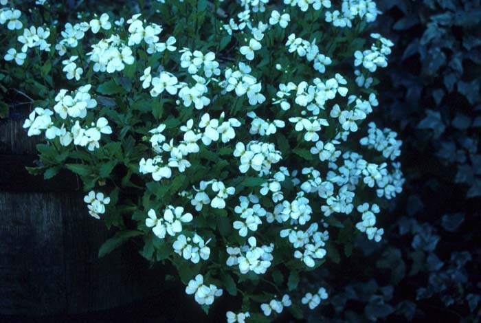 Plant photo of: Arabis caucasica