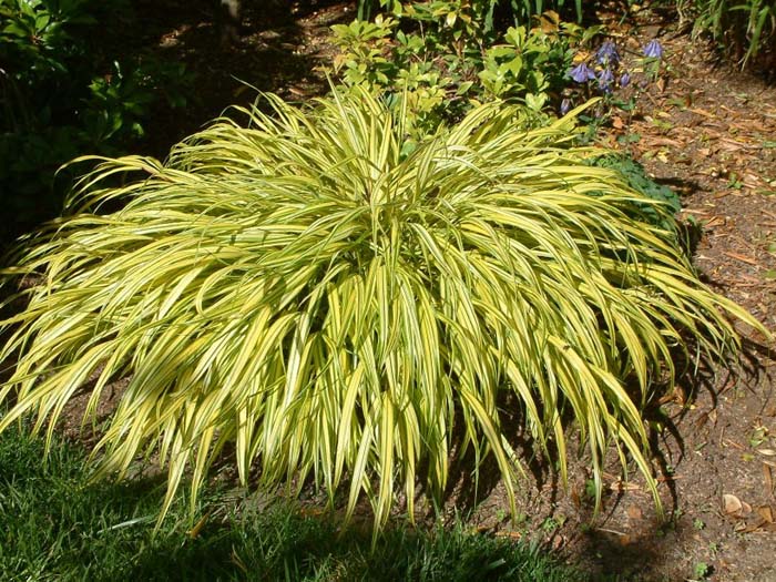 Hakonechloa macra 'Aureola'