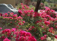 Bougainvillea, La Jolla