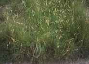 Buffalo Grass