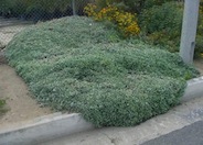 Silver Carpet L., Calif. Aster