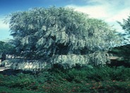 Weeping Myall, Weeping Acacia