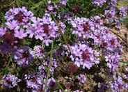 Cedros Island Verbena cv.