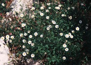 Santa Barbara Daisy selection