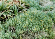 Rocky Point Ice Plant