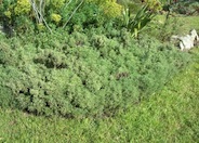 California Sagebrush