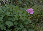 Checkerbloom, Prairie Mallow