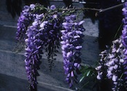 Purple Chinese Wisteria