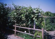 Kiwi, Chinese Gooseberry