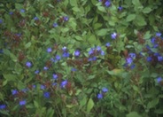 Dwarf Plumbago