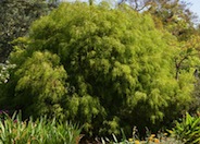 Peppermint Tree, Willow Myrtle