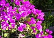 Bougainvillea