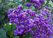 Heliotrope Black Beauty