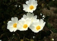 Sageleaf Rockrose